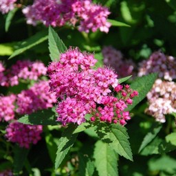 ピンクの花