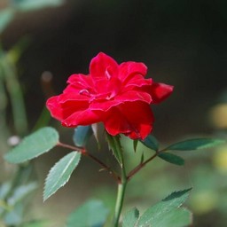 薔薇