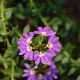 紫の花