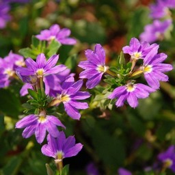 紫の花