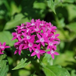 ピンクの花