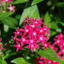 ピンクの花