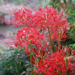 彼岸花