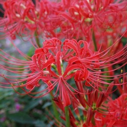 彼岸花