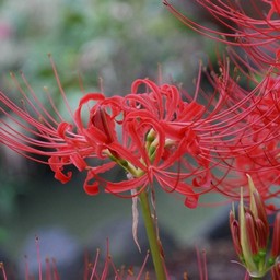 彼岸花