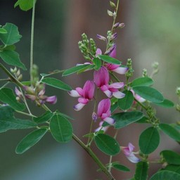 ピンクの花