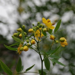 黄色い花