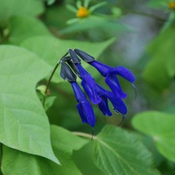 青い花