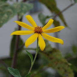 黄色い花