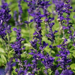 紫の花