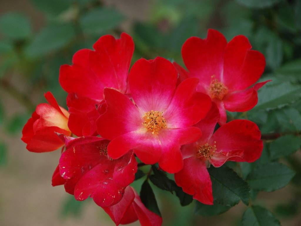SRsEJRoEo - ԁi10Bej - ʐ^f - ݃{