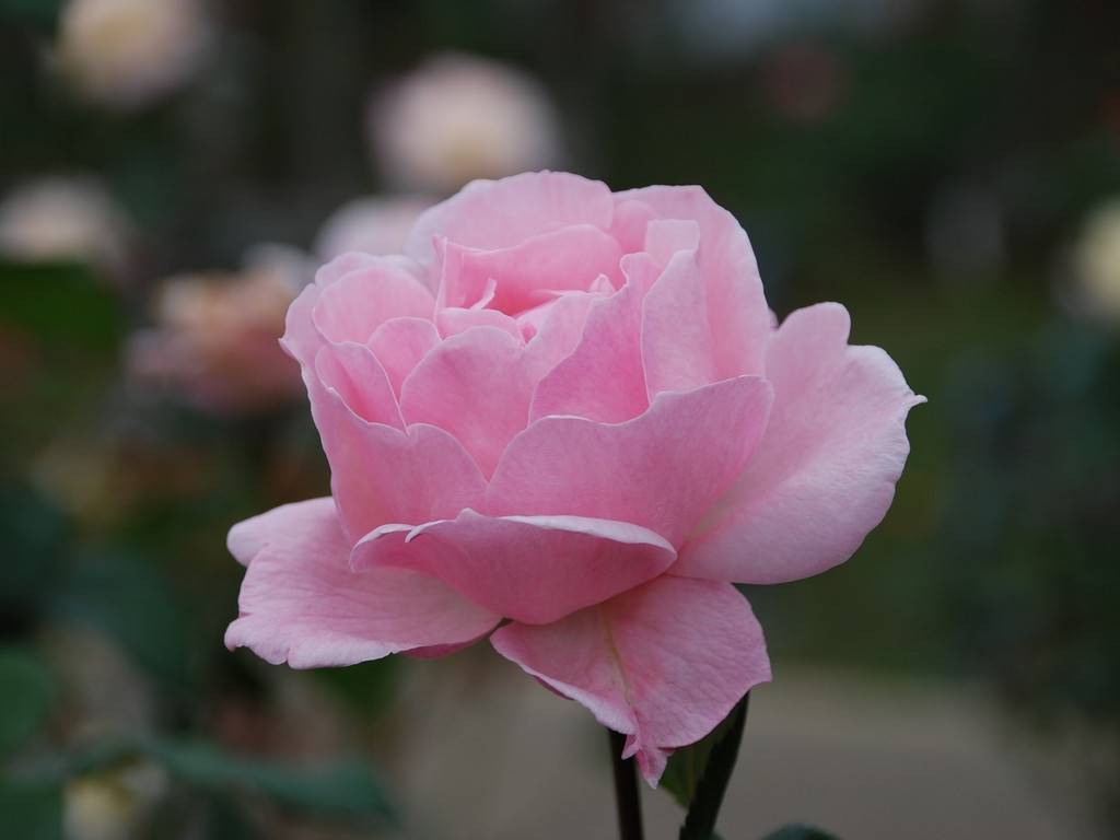 SRsEJRoEo - ԁi10Bej - ʐ^f - ݃{