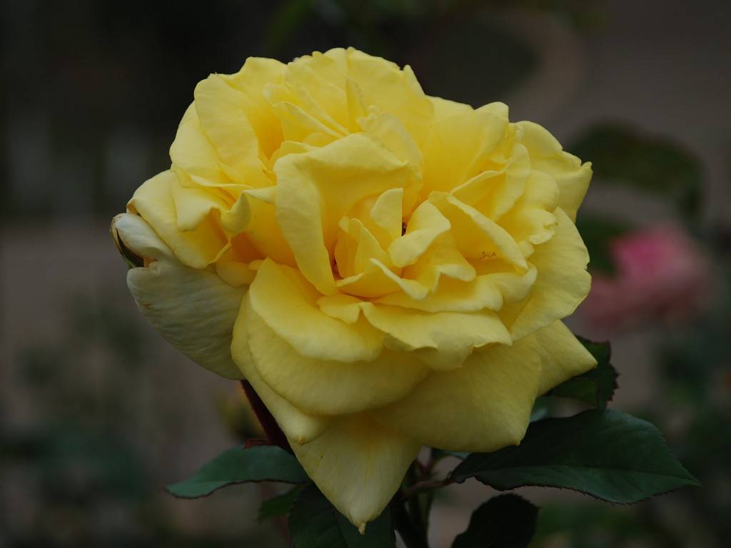 SRsEJRoEo - ԁi10Bej - ʐ^f - ݃{