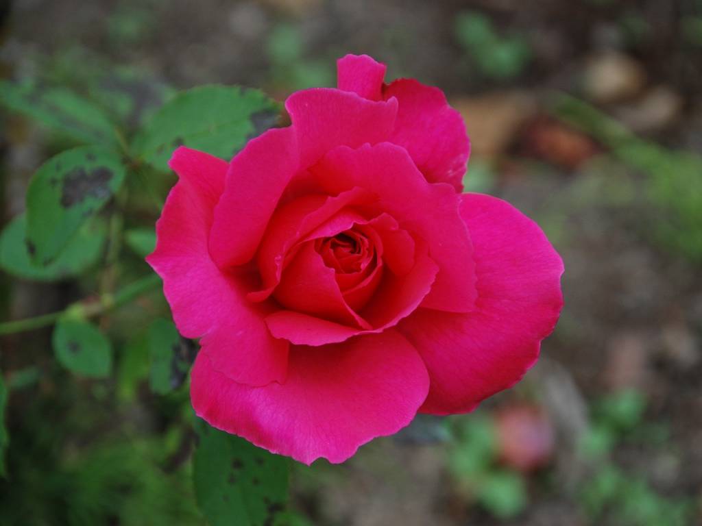 SRsEJRoEo - ԁi10Bej - ʐ^f - ݃{