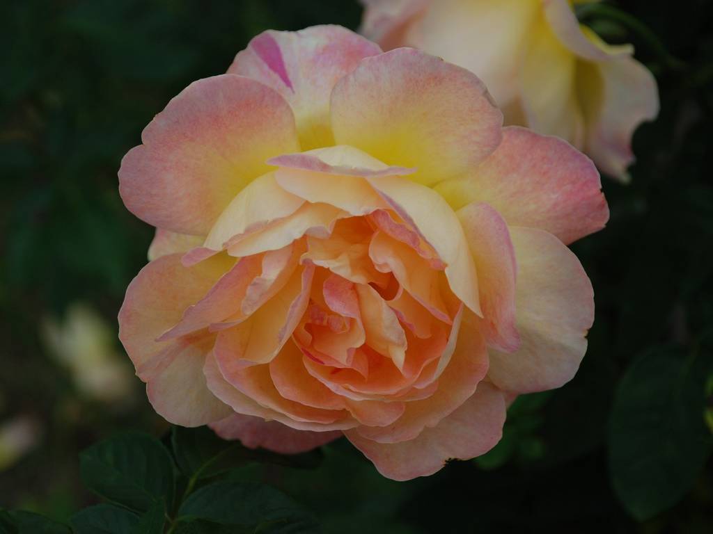 SRsEJRoEo - ԁi10Bej - ʐ^f - ݃{