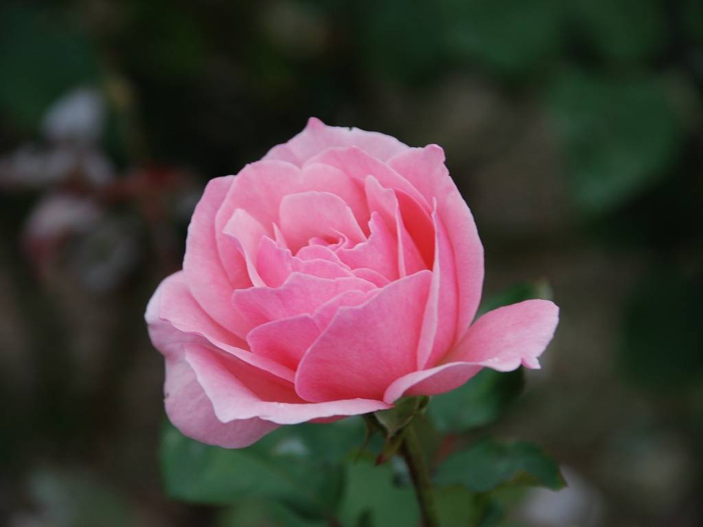SRsEJRoEo - ԁi10Bej - ʐ^f - ݃{