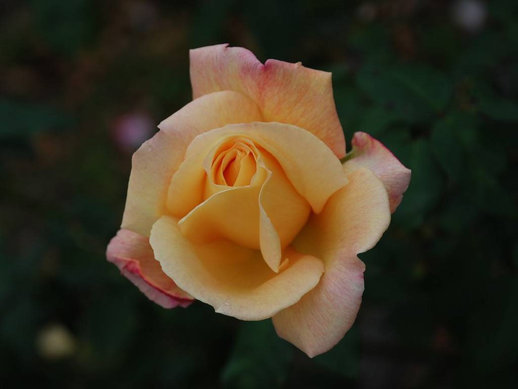 SRsEJRoEo - ԁi10Bej - ʐ^f - ݃{