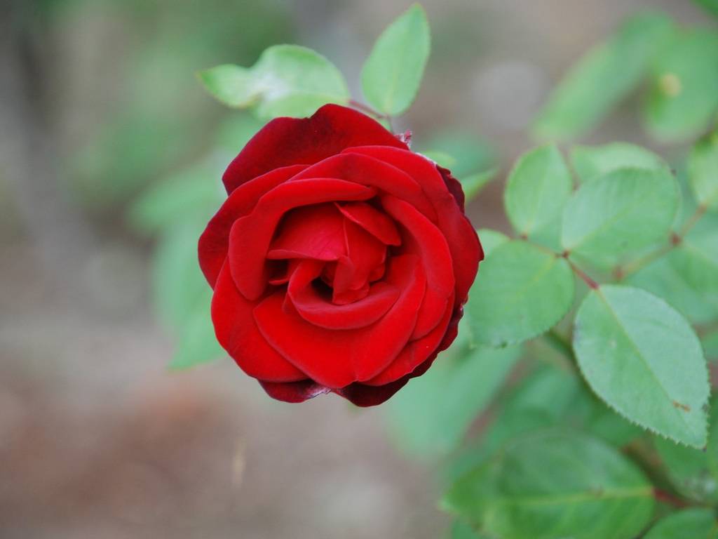 SRsEJRoEo - ԁi10Bej - ʐ^f - ݃{