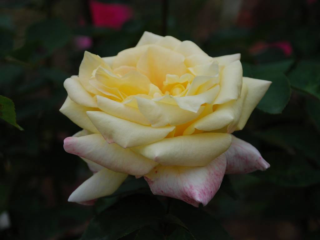 SRsEJRoEo - ԁi10Bej - ʐ^f - ݃{