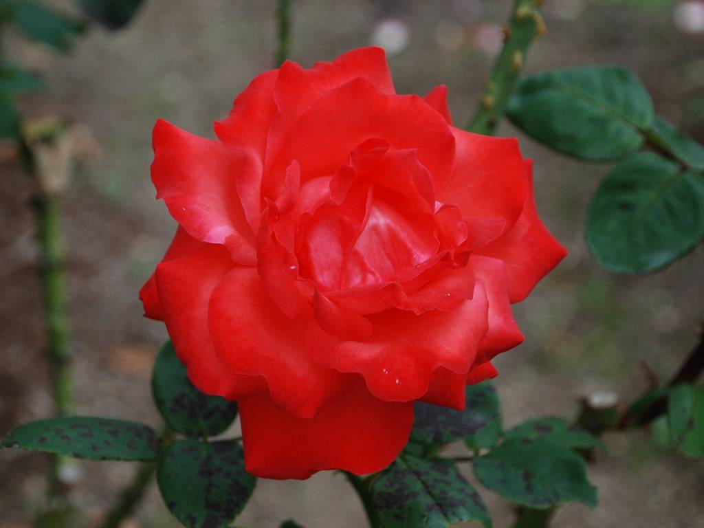 SRsEJRoEo - ԁi10Bej - ʐ^f - ݃{