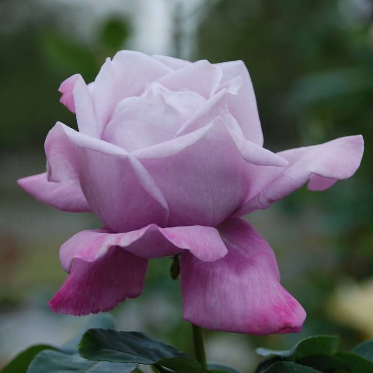 SRsEJRoEo - ԁi10Bej - ʐ^f - ݃{