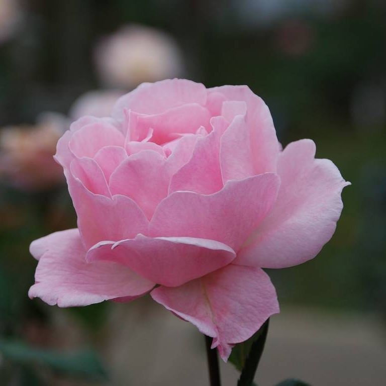 SRsEJRoEo - ԁi10Bej - ʐ^f - ݃{