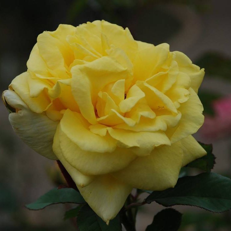 SRsEJRoEo - ԁi10Bej - ʐ^f - ݃{