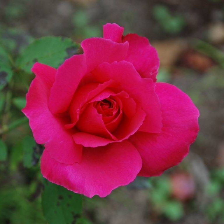 SRsEJRoEo - ԁi10Bej - ʐ^f - ݃{