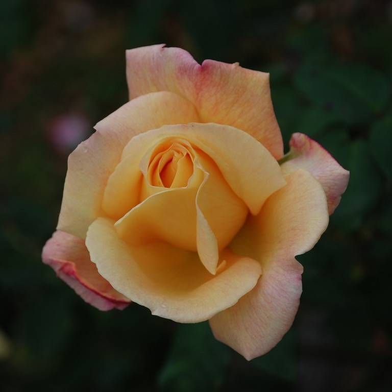 SRsEJRoEo - ԁi10Bej - ʐ^f - ݃{