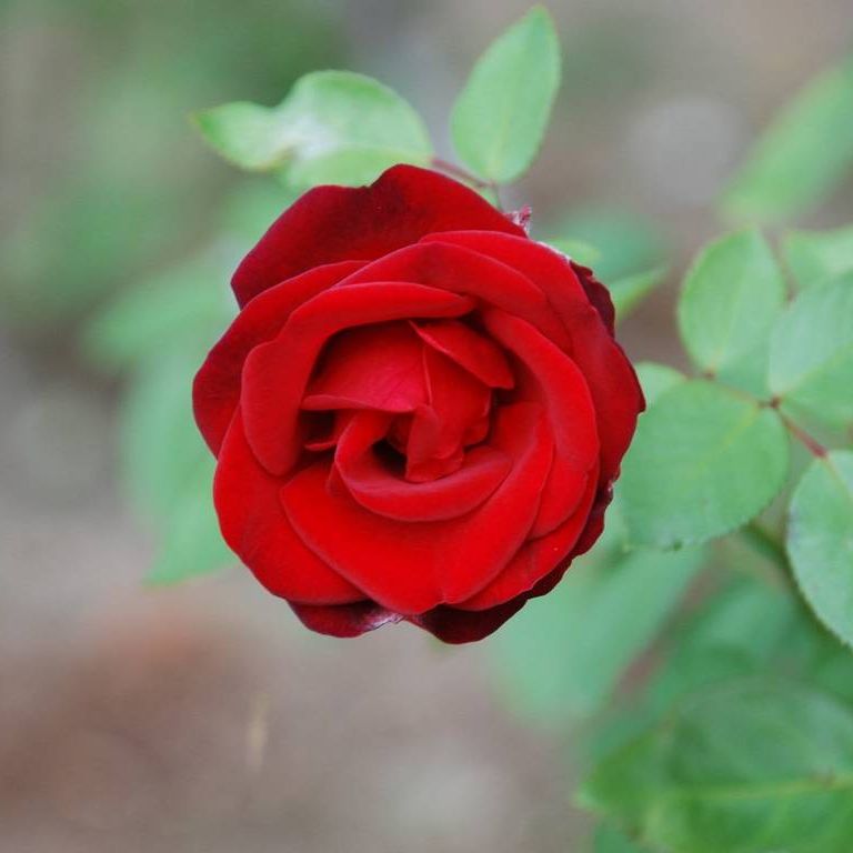 SRsEJRoEo - ԁi10Bej - ʐ^f - ݃{