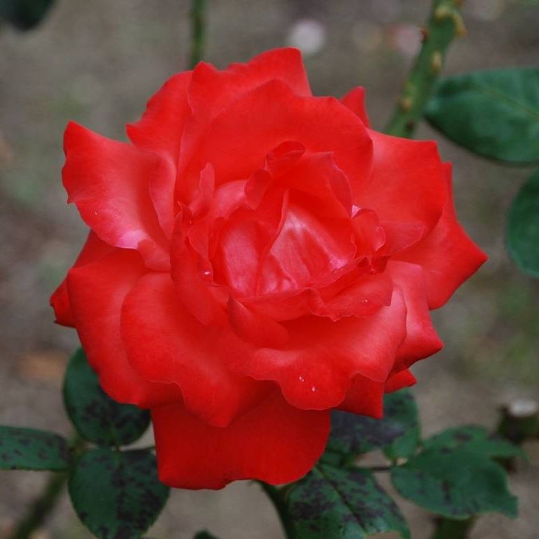SRsEJRoEo - ԁi10Bej - ʐ^f - ݃{