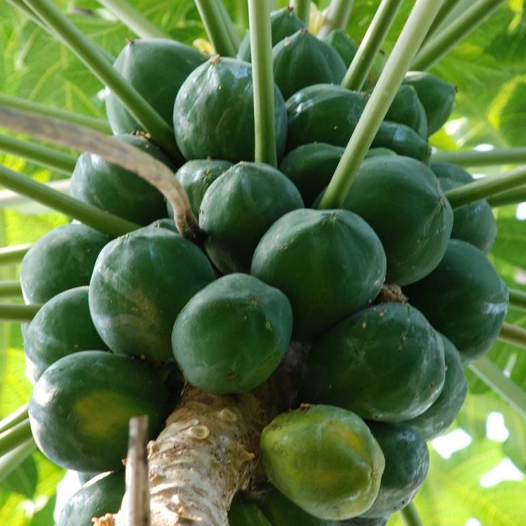 ʌ܎sEEppC - ԁi11Bej - ʐ^f - ݃{