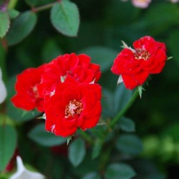 ミニ薔薇