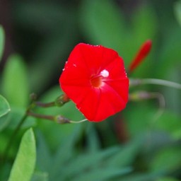 赤い花