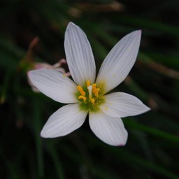 白い花