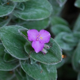 紫の花