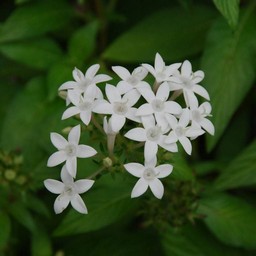 白い花