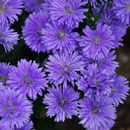 菊