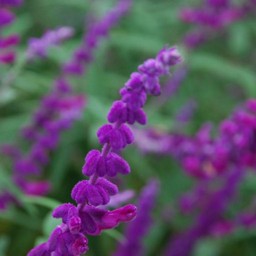 紫の花