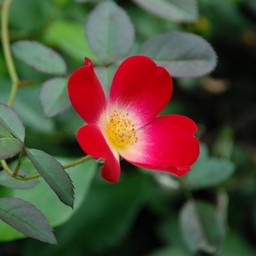 薔薇