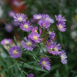 菊