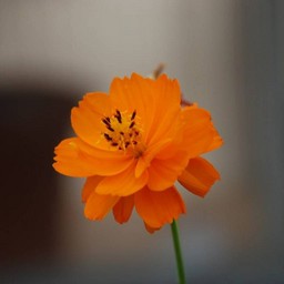 黄花コスモス