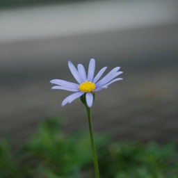 ブルーテージー
