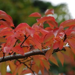 紅葉