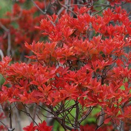 紅葉