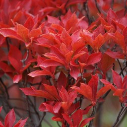 紅葉