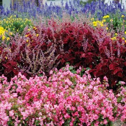 秋の花