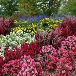 秋の花