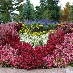 秋の花