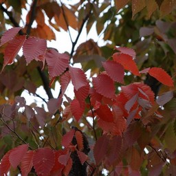 紅葉